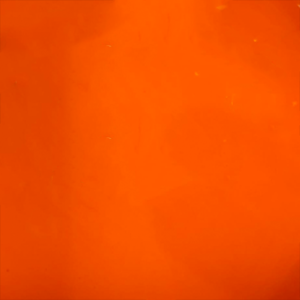 Neon Orange Marigold